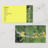 Wild Mullein Carte de visite de la photographie à  (Devant / Derrière)