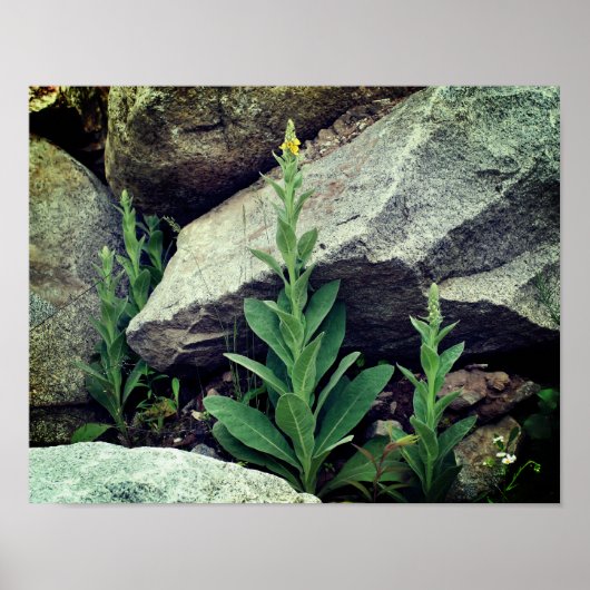 Wild Mullein Flowers Tussen Rocks Poster (Voorkant)