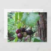 Wild Muscadine Grapes Briefkaart (Voorkant / Achterkant)