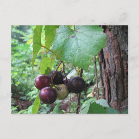 Wild Muscadine Grapes Briefkaart (Voorkant)