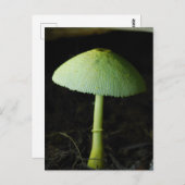 Wild Mushroom Photo  Briefkaart (Voorkant / Achterkant)