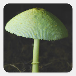 Wild Mushroom Photo  Vierkante Sticker