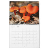 Wild Mushrooms Photography  Kalender (Jan 2026)