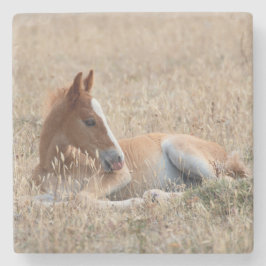 Wild Mustang Foal Wild Horse Stenen Onderzetter