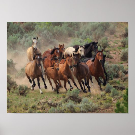 Wild Mustang Herd Poster (Voorkant)