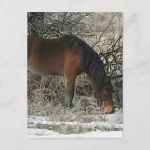 Wild Mustang Horse in de sneeuw 1 Briefkaart