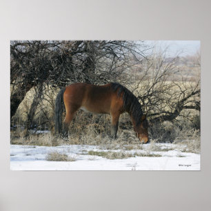 Wild Mustang Horse in de sneeuw 1 Poster