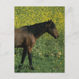Wild Mustang Horse in Flowers Briefkaart