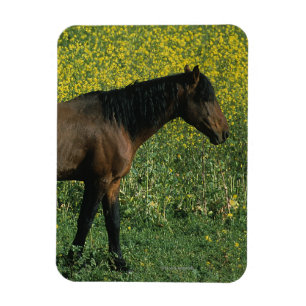 Wild Mustang Horse in Flowers Magneet