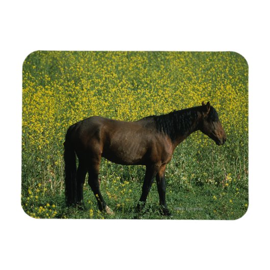 Wild Mustang Horse in Flowers Magneet (Horizontaal)