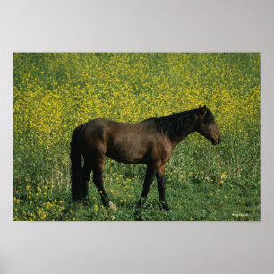 Wild Mustang Horse in Flowers Poster