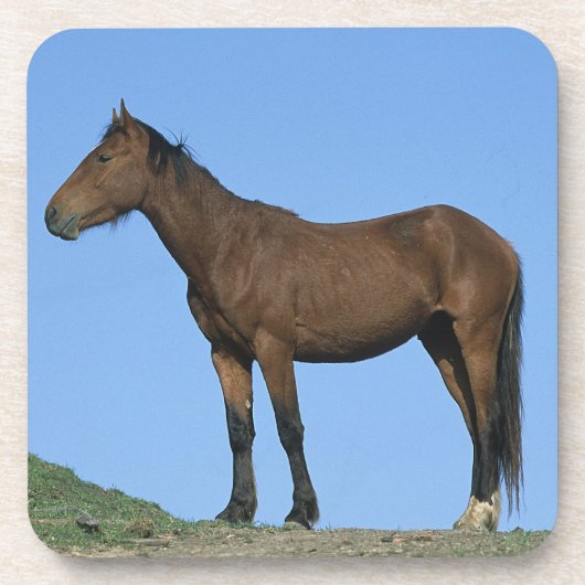 Wild Mustang Horse Onderzetter (Voorkant)