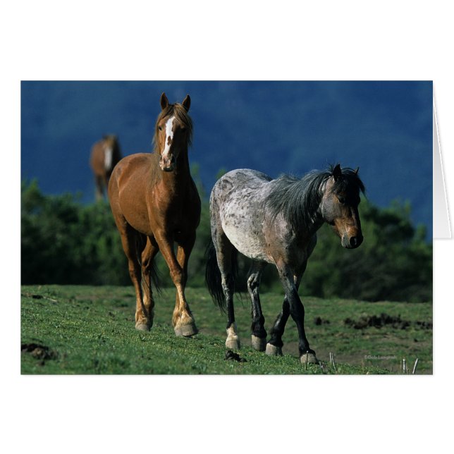 Wild Mustang Horses (Voorkant Horizontaal)
