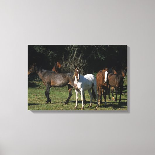 Wild Mustang Horses 1 Canvas Afdruk (Voorkant)