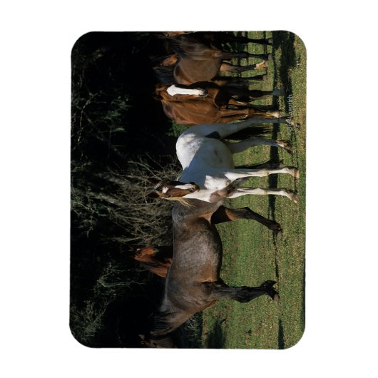 Wild Mustang Horses 1 Magneet (Verticaal)