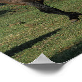 Wild Mustang Horses 1 Poster (Hoek)