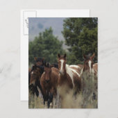 Wild Mustang Horses 2 Briefkaart (Voorkant / Achterkant)