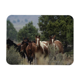 Wild Mustang Horses 2 Magneet