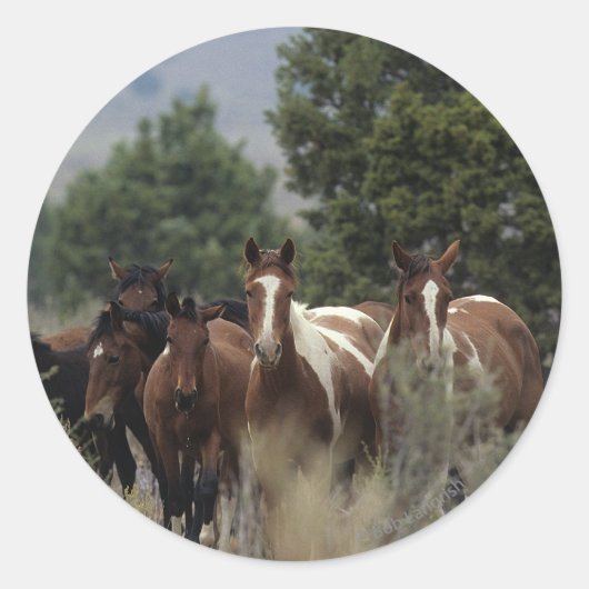 Wild Mustang Horses 2 Ronde Sticker (Voorkant)