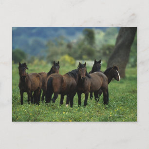 Wild Mustang Horses 3 Briefkaart