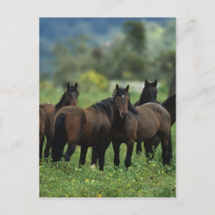 Wild Mustang Horses 3 Briefkaart