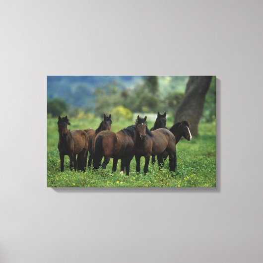 Wild Mustang Horses 3 Canvas Afdruk (Voorkant)