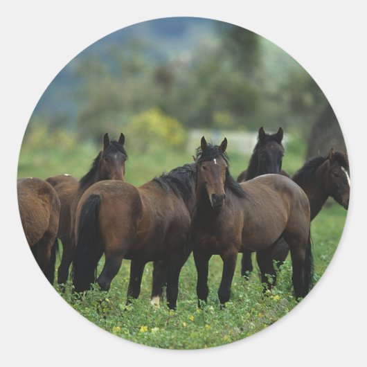 Wild Mustang Horses 3 Ronde Sticker (Voorkant)