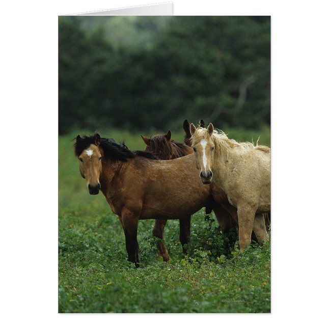 Wild Mustang Horses 4 (Voorkant)