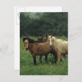 Wild Mustang Horses 4 Briefkaart (Voorkant / Achterkant)