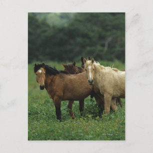 Wild Mustang Horses 4 Briefkaart