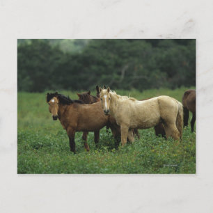 Wild Mustang Horses 4 Briefkaart