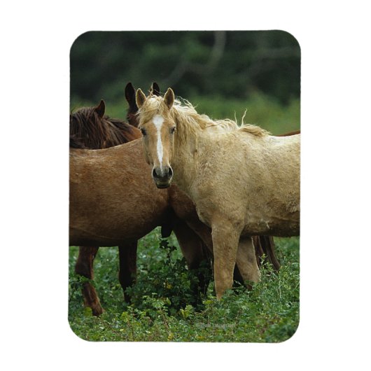 Wild Mustang Horses 4 Magneet (Verticaal)