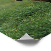 Wild Mustang Horses 4 Poster (Hoek)