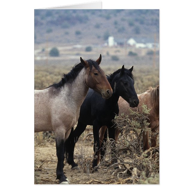 Wild Mustang Horses 5 (Voorkant)