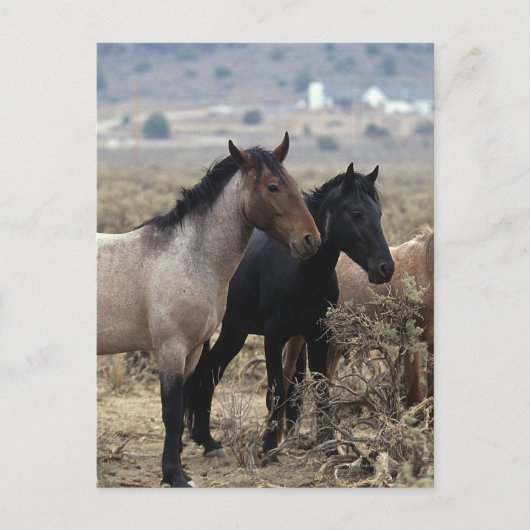 Wild Mustang Horses 5 Briefkaart (Voorkant)