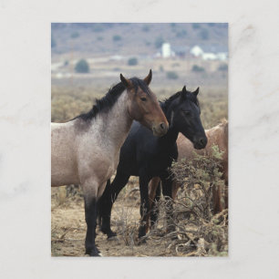 Wild Mustang Horses 5 Briefkaart