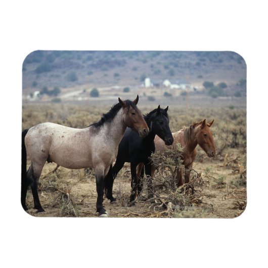 Wild Mustang Horses 5 Magneet (Horizontaal)