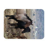 Wild Mustang Horses 5 Magneet (Horizontaal)