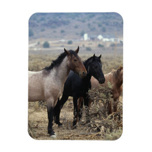 Wild Mustang Horses 5 Magneet