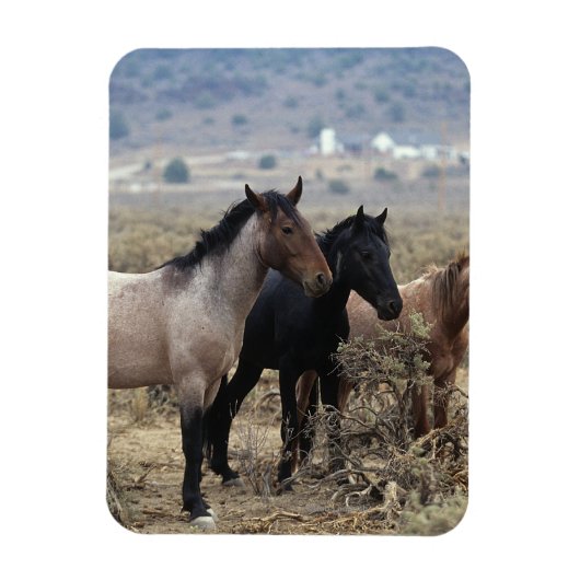 Wild Mustang Horses 5 Magneet (Verticaal)