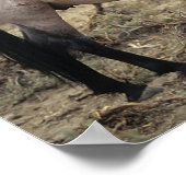 Wild Mustang Horses 5 Poster (Hoek)