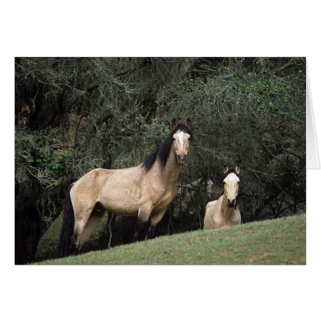 Wild Mustang Horses 6 (Voorkant Horizontaal)