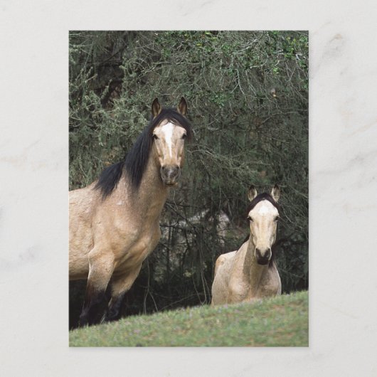 Wild Mustang Horses 6 Briefkaart (Voorkant)