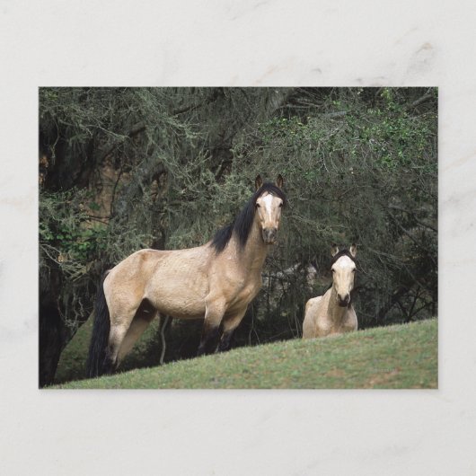 Wild Mustang Horses 6 Briefkaart (Voorkant)