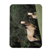 Wild Mustang Horses 6 Magneet (Verticaal)