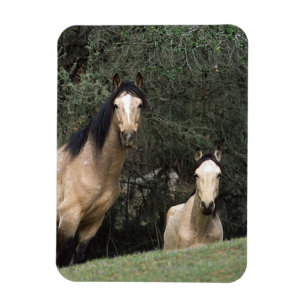 Wild Mustang Horses 6 Magneet