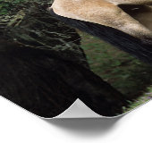 Wild Mustang Horses 6 Poster (Hoek)