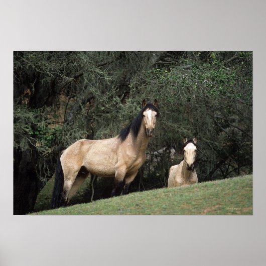 Wild Mustang Horses 6 Poster (Voorkant)