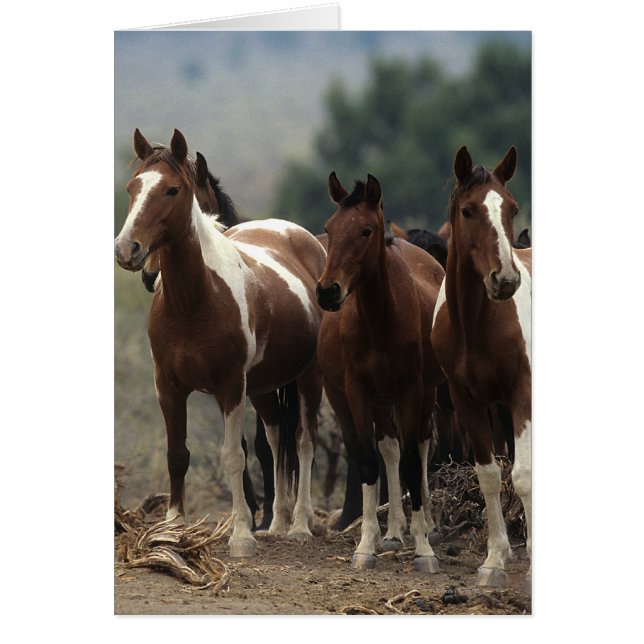 Wild Mustang Horses 7 (Voorkant)