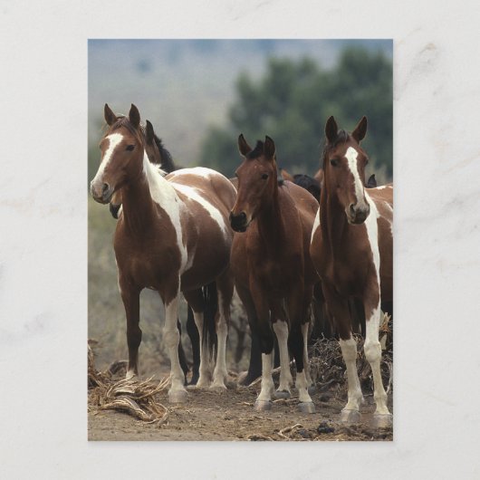 Wild Mustang Horses 7 Briefkaart (Voorkant)